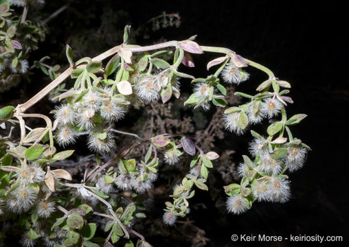 Image of Hall's bedstraw