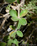 Image of Hall's bedstraw