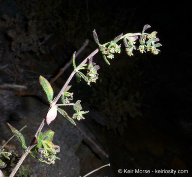 Image of Hall's bedstraw