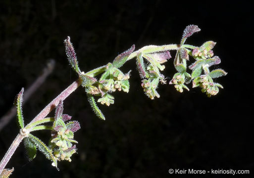 Image of Hall's bedstraw