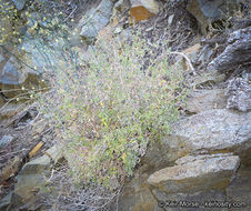 Image of Hall's bedstraw