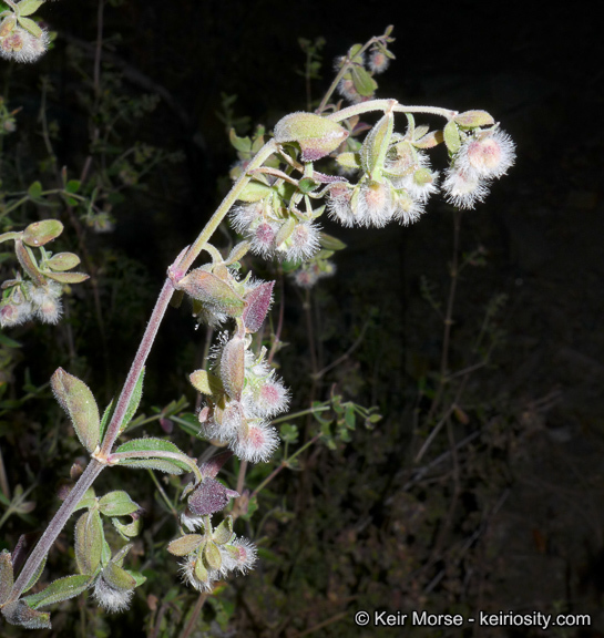 Image of Hall's bedstraw