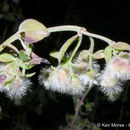 Image of Hall's bedstraw