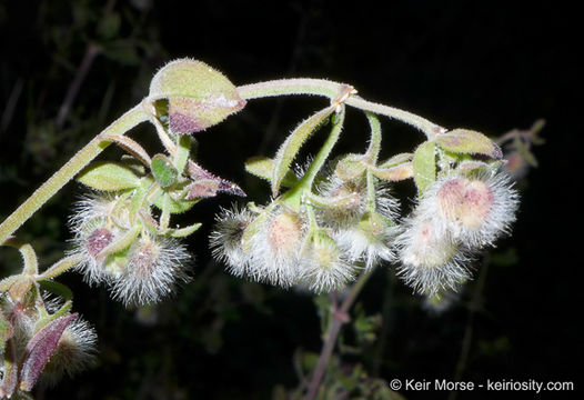 Plancia ëd Galium hallii Munz & I. M. Johnst.