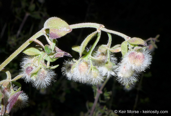 Image of Hall's bedstraw