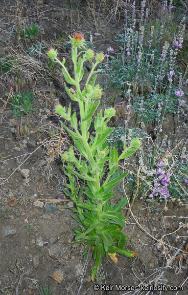 Plancia ëd Hulsea heterochroma A. Gray