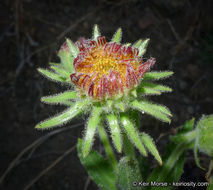 Plancia ëd Hulsea heterochroma A. Gray