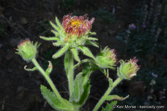 Plancia ëd Hulsea heterochroma A. Gray