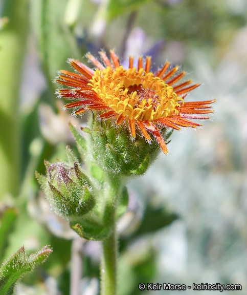 Plancia ëd Hulsea heterochroma A. Gray