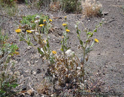 Plancia ëd Hulsea californica A. Gray