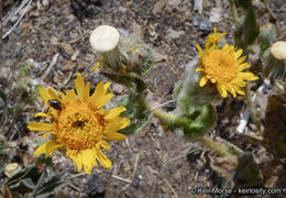 Plancia ëd Hulsea californica A. Gray