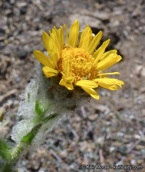 Plancia ëd Hulsea californica A. Gray