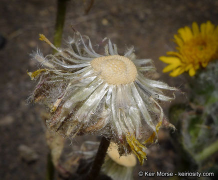 Plancia ëd Hulsea californica A. Gray