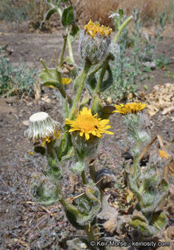 Plancia ëd Hulsea californica A. Gray