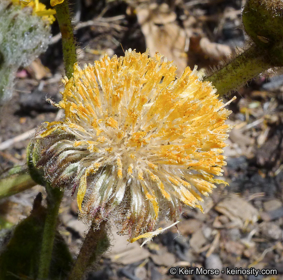 Plancia ëd Hulsea californica A. Gray