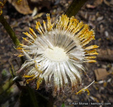 Plancia ëd Hulsea californica A. Gray