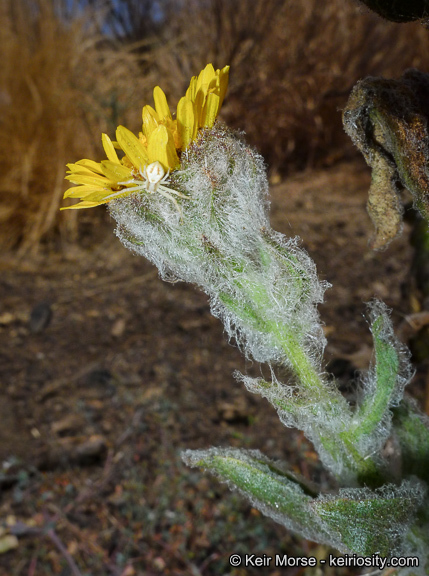 Plancia ëd Hulsea californica A. Gray