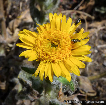 Plancia ëd Hulsea californica A. Gray