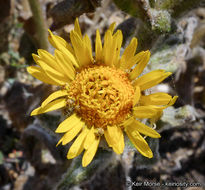 Image of San Diego alpinegold