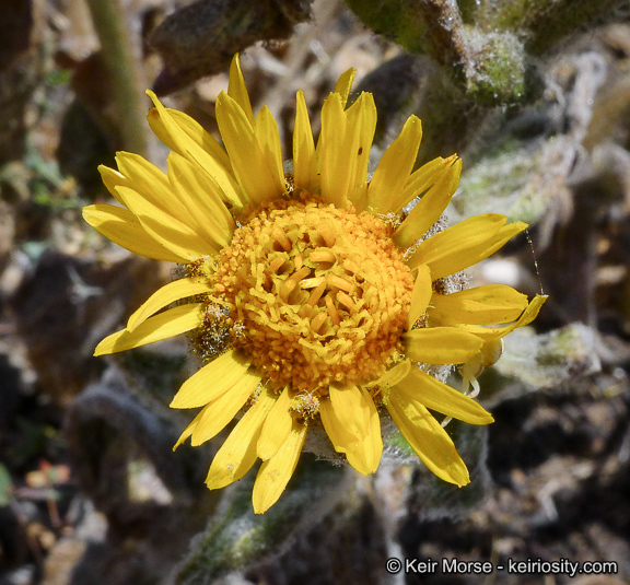 Plancia ëd Hulsea californica A. Gray