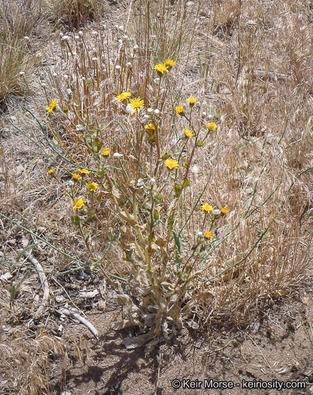 Plancia ëd Hulsea californica A. Gray