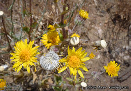 Plancia ëd Hulsea californica A. Gray