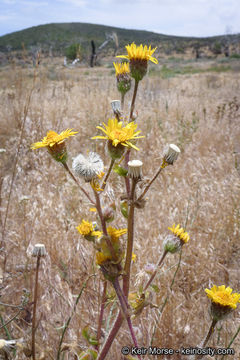 Plancia ëd Hulsea californica A. Gray