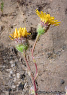 Plancia ëd Hulsea californica A. Gray