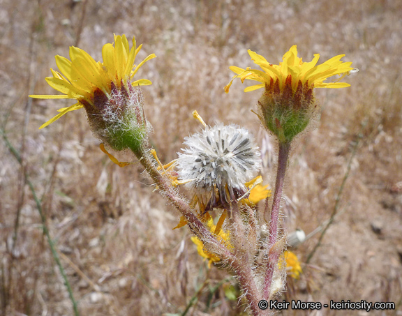 Plancia ëd Hulsea californica A. Gray