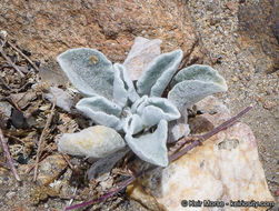 Plancia ëd Hulsea californica A. Gray