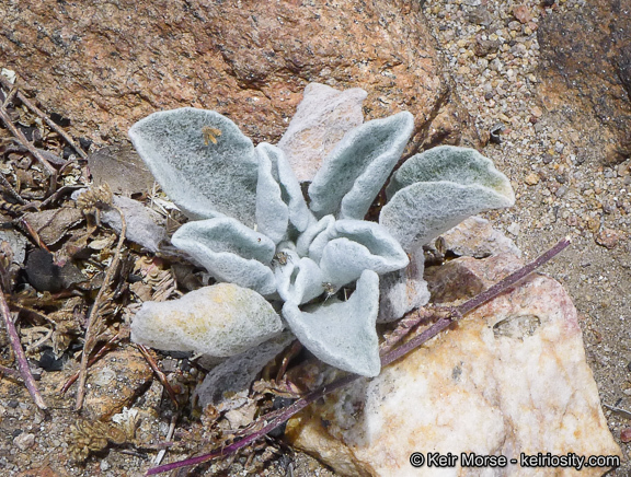 Image of San Diego alpinegold