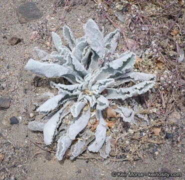 Plancia ëd Hulsea californica A. Gray