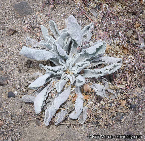 Plancia ëd Hulsea californica A. Gray