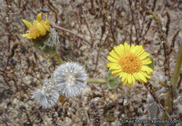 Plancia ëd Hulsea californica A. Gray