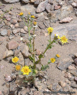 Plancia ëd Hulsea californica A. Gray