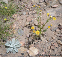 Plancia ëd Hulsea californica A. Gray