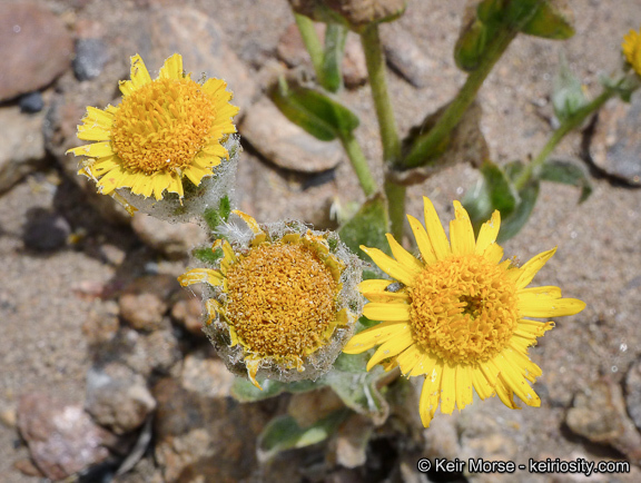 Plancia ëd Hulsea californica A. Gray