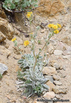 Plancia ëd Hulsea californica A. Gray