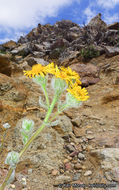 Plancia ëd Hulsea californica A. Gray