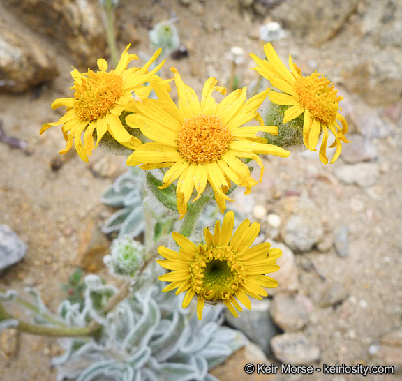 Plancia ëd Hulsea californica A. Gray