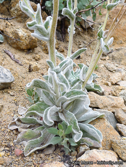 Plancia ëd Hulsea californica A. Gray