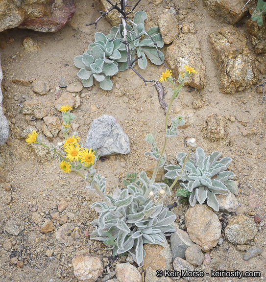 Plancia ëd Hulsea californica A. Gray