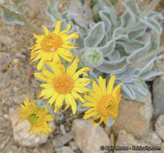 Plancia ëd Hulsea californica A. Gray