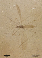 Image of large crane flies