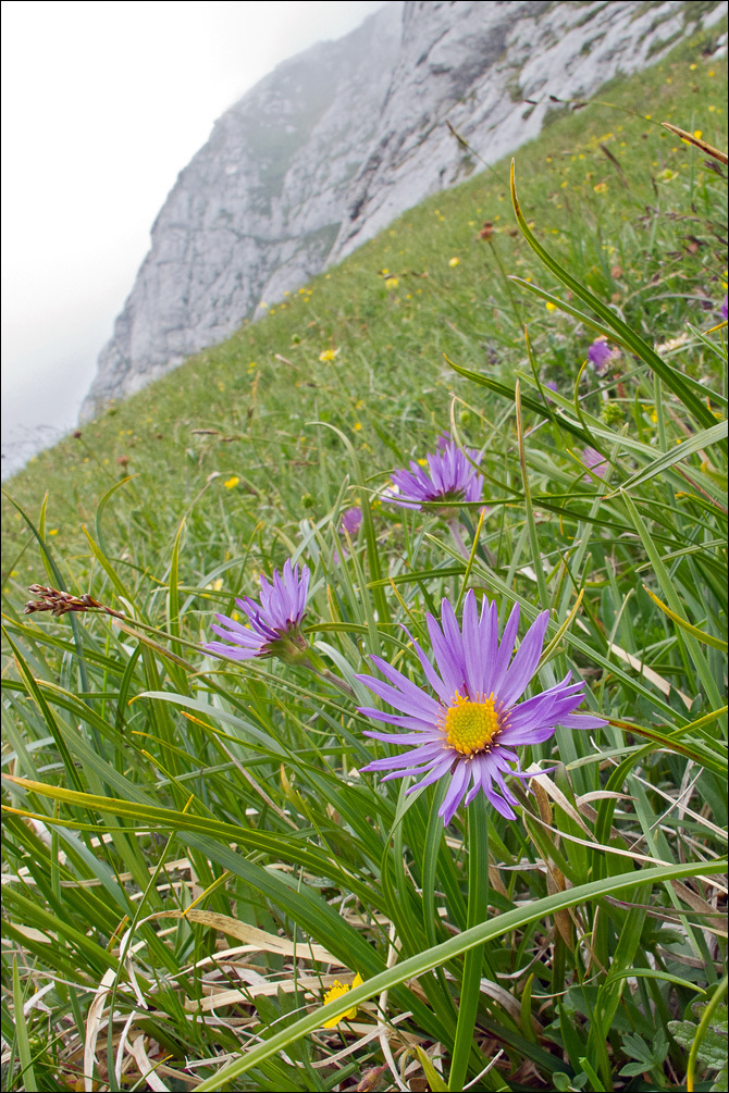 Image of alpine aster