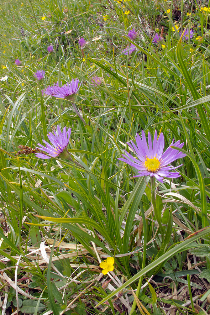 Image of alpine aster