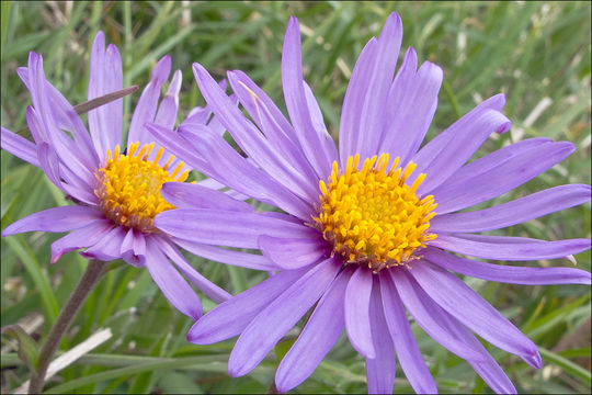 Image of alpine aster