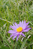 Image of alpine aster