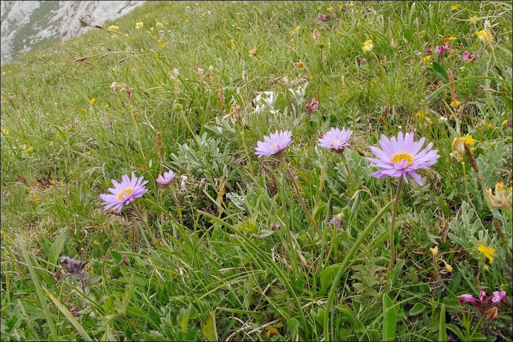 Image of alpine aster