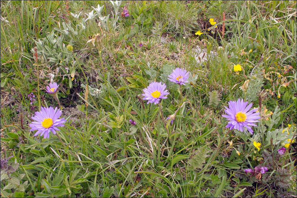 Image of alpine aster